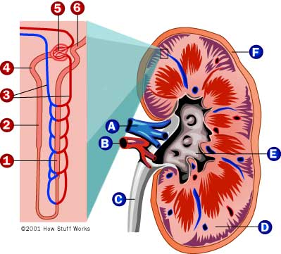 human digestive system diagram for kids. digestive system diagram kids.