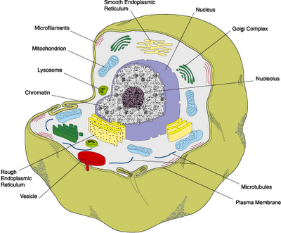 all cell  structure
